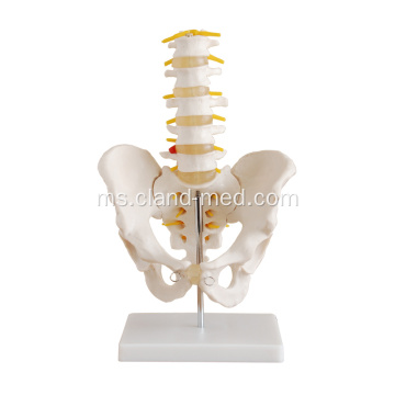 Pelvis Saiz Hidup dengan Vertebra Lumbar 5pcs